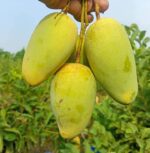 কাটিমন | ১০ কেজি