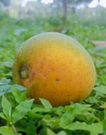 হিমসাগর | ২০ কেজি - Image 2