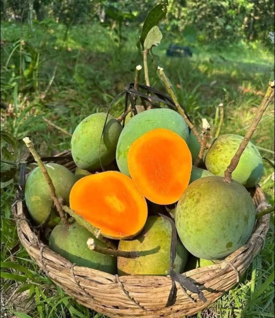 হিমসাগর