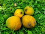 হিমসাগর | ২৪ কেজি - Image 3