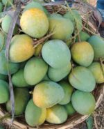 হিমসাগর | ২০ কেজি - Image 3
