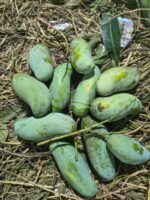 ব্যানানা আম | ৬ কেজি - Image 4