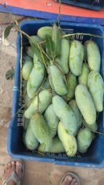 ব্যানানা আম | ৬ কেজি - Image 2