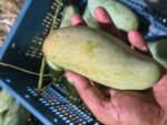 ব্যানানা আম | ১০ কেজি - Image 2