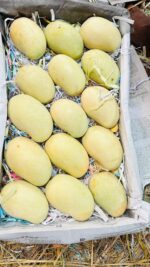আম্রপালি | ১০ কেজি