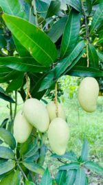 আম্রপালি | ২০ কেজি - Image 4
