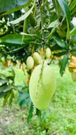 আম্রপালি | ২০ কেজি