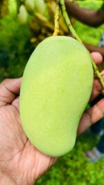 আম্রপালি | ২০ কেজি - Image 3