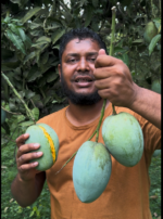 ফজলি আম | ১০ কেজি
