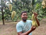 ব্যানানা আম | ১০ কেজি - Image 4
