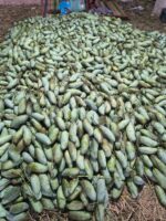 ব্যানানা আম | ২০ কেজি - Image 6