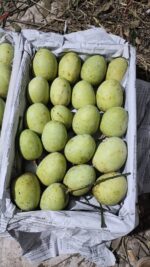 গৌড়মতি আম | ১০ কেজি