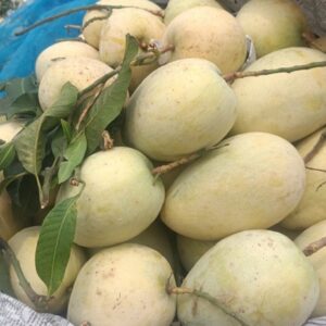 লতা ফজলী আম | ১০কেজি
