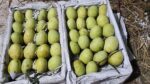 গৌড়মতি আম | ১০ কেজি - Image 3