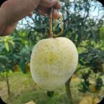 গৌড়মতি আম | ১০ কেজি - Image 2